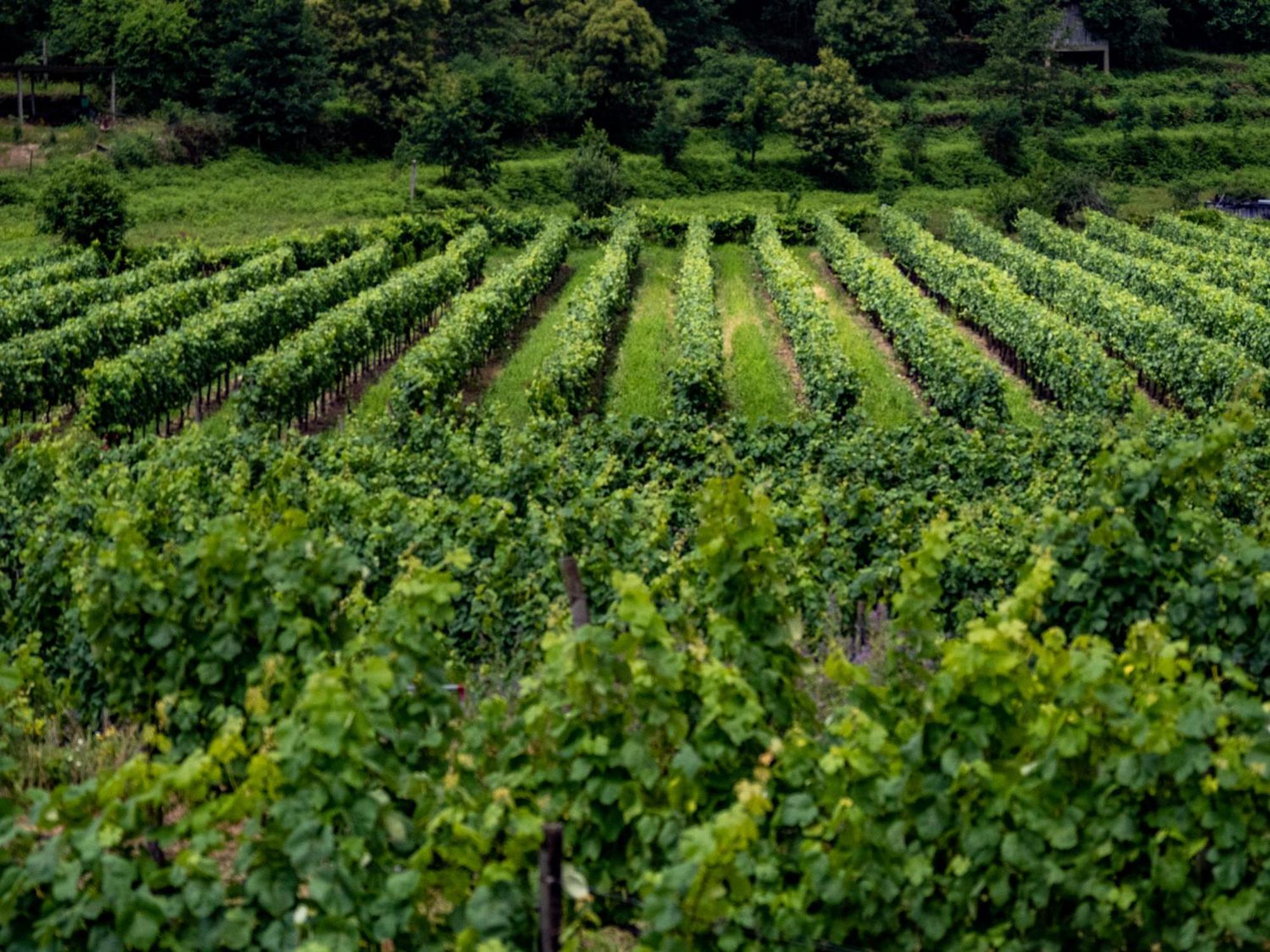 Quinta De Cypriano - Wine & Nature Ponte da Barca Exterior photo